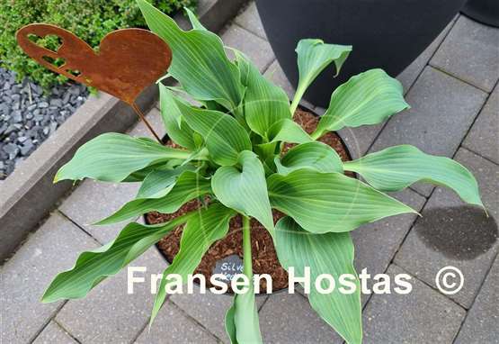 Hosta Silver Wedding